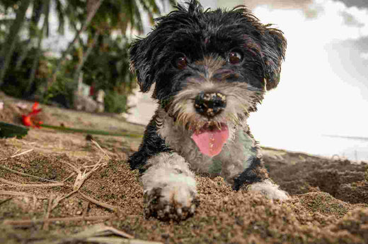 Chien noir assis sur le sable
